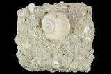 Eocene Fossil Gastropod (Globularia) - Damery, France #103858-1